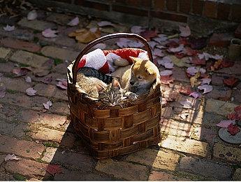 《捣蛋鹅》开发商新作《Big Walk》让多人参与恶搞