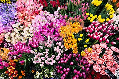 《匹诺曹的谎言》或被改编影视作品 开发商已收到邀请